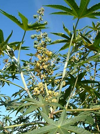 Castor seeds image 4
