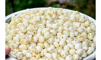 Makhana foxnut