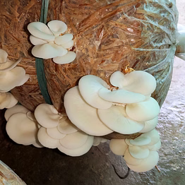 oyster mushroom