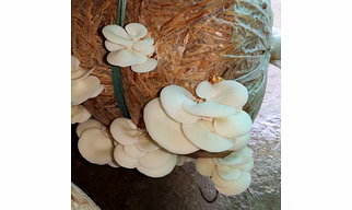 oyster mushroom