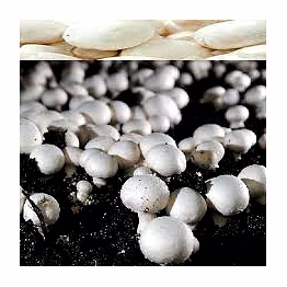 button mushroom