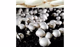 BUTTON MUSHROOM