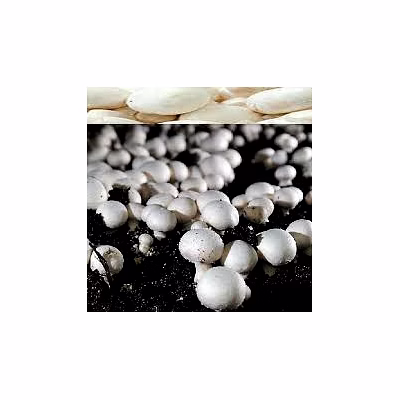 button mushroom