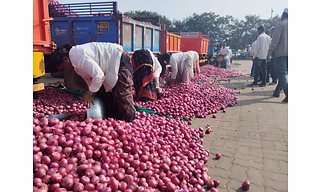 Onion  Red -Garva