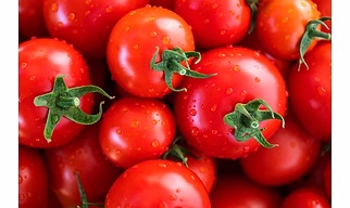 Tomato
