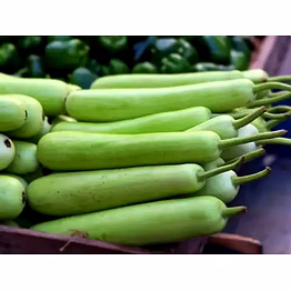 bottle gourd (lauki / doodhi)