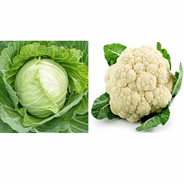 cabbage & cauliflower