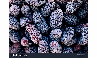 Frozen Mulberries