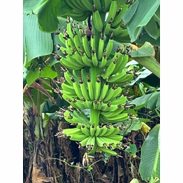 banana-cavendish grand naine g9