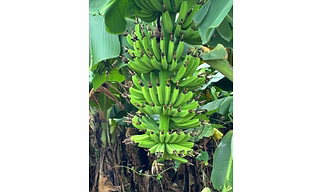 Banana-Cavendish Grand Naine G9