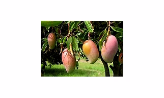 Indian Mango