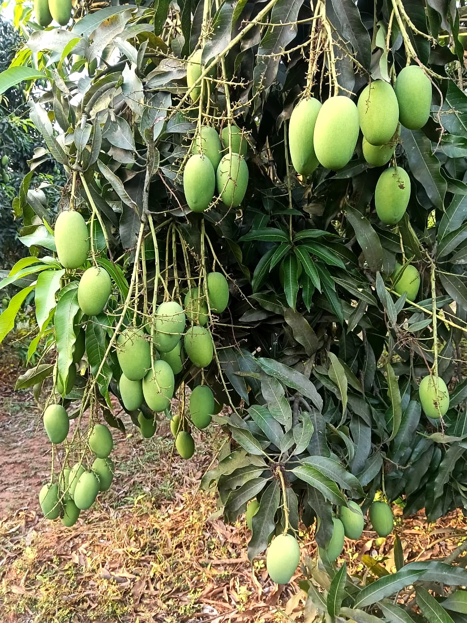 Indian Mango image 2