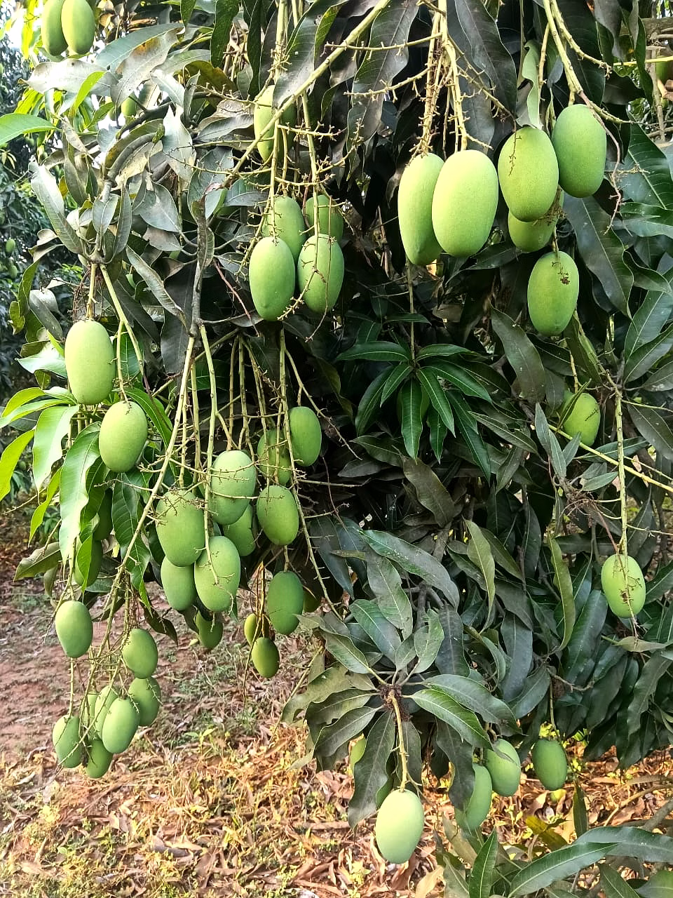 Indian Mango image 3