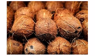 coconut
