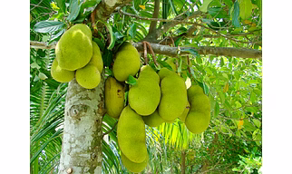 Jackfruit
