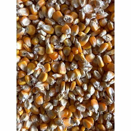yellow maize