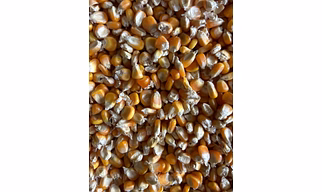 yellow maize