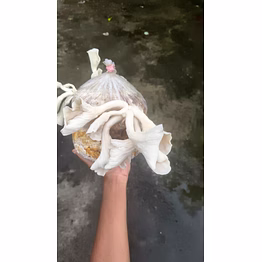 oyster mushrooms