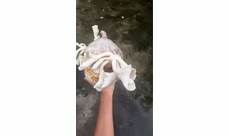 Oyster mushrooms