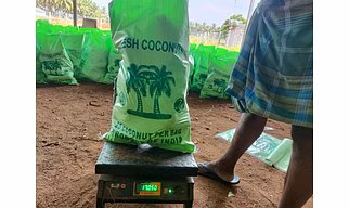 Semi husked coconut