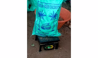 Semi husked coconuts