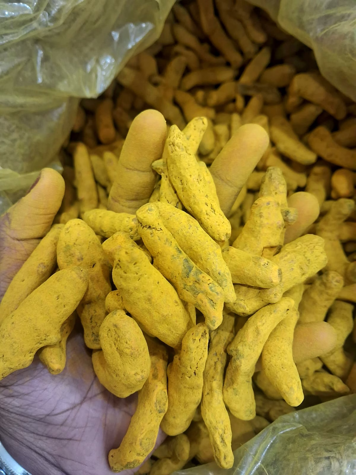 Turmeric Finger image 2