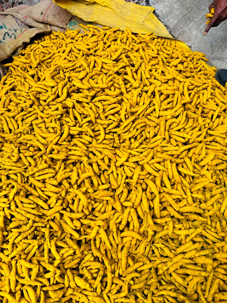 Turmeric Finger image 4