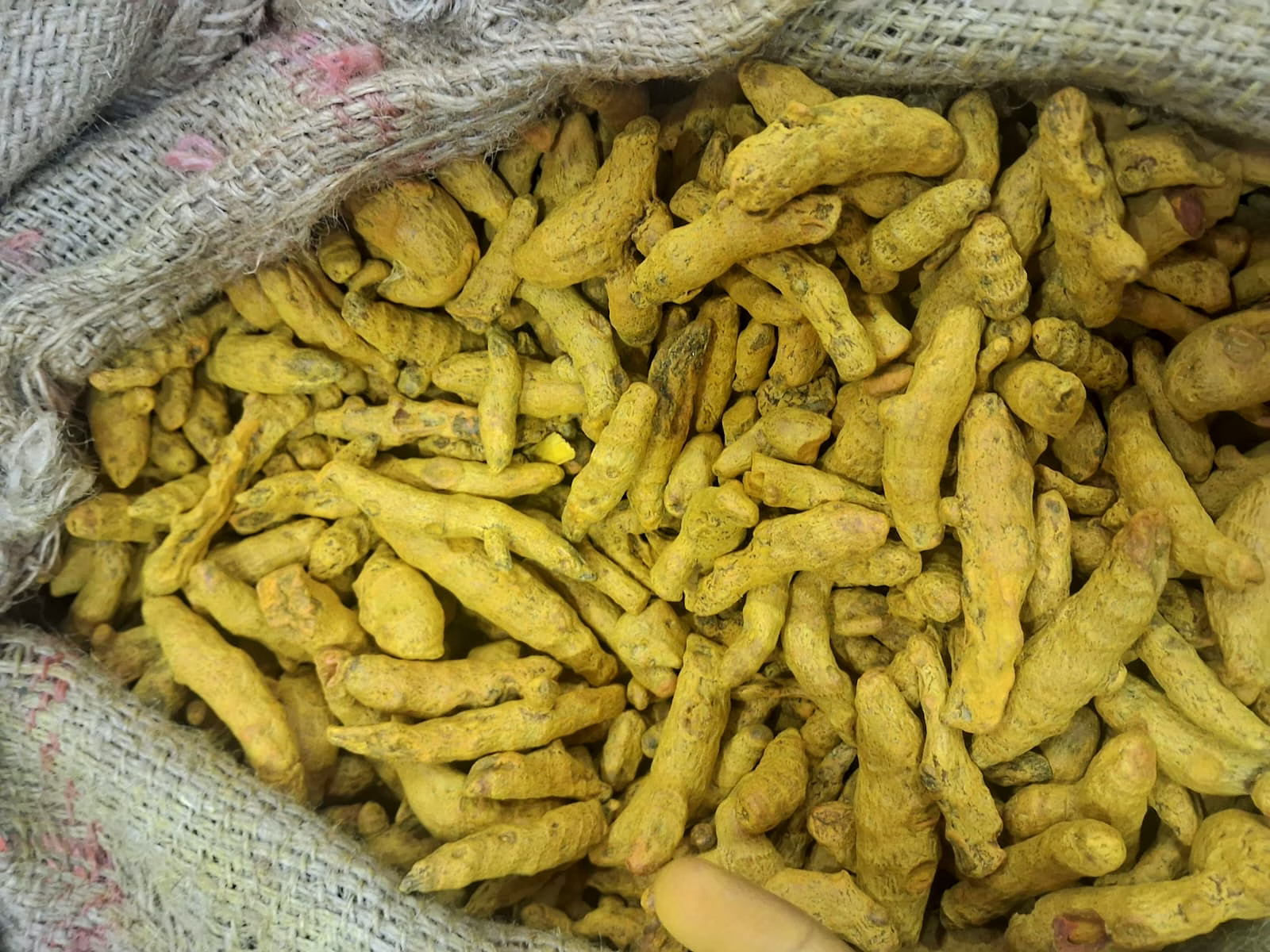Turmeric Finger image 3