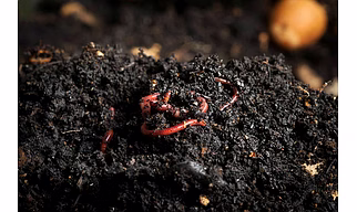 Vermi Compost