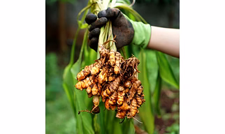 Salem Turmeric Fingers – Double Polished (A1 Export Grade, Premium Export Quality, 25 kg Jute Bags, Low Moisture, Bright Colour)