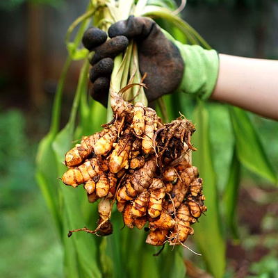 salem turmeric fingers – double polished (a1 export grade, premium export quality, 25 kg jute bags, low moisture, bright colour)