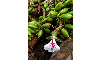Premium Indian Green Cardamom – All Grades (8mm, 7mm, 6mm, E Grade) | Fresh Aroma | Export Quality | 100% Natural