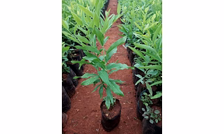 sandlewood plants