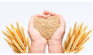 Rice grains