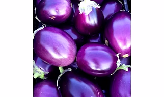 Bringal