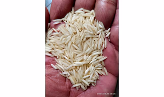 Rice