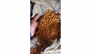 Yellow Maize