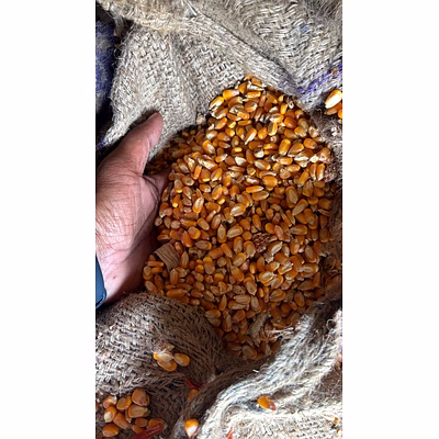 yellow maize