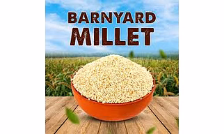 Barnyard Millet