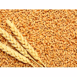 wheat