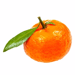 fresh premium mandarin oranges – juicy, sweet & export quality