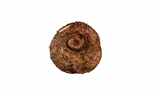 Fresh Suran (Elephant Foot Yam) – Cleaned, Cut & Whole Tubers