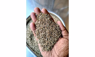 Cumin seed