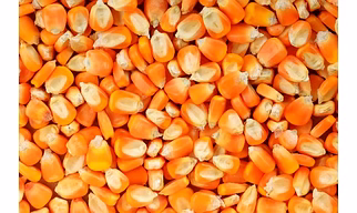 Non-GMO Yellow Maize (Corn) – Export Quality Animal Feed Grade