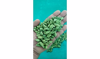 PREMIUM 8MM CARDAMOM