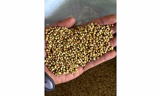 Coriander seed