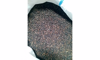 Black pepper