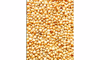 Sorghum