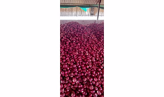 Onion