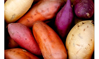 Sweet Potato